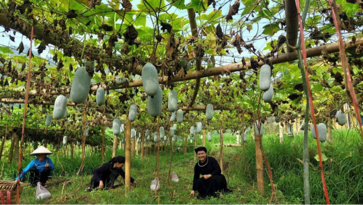 El cultivo de calabacines con orientación comercial mejora la eficiencia económica de la producción local. Foto: VOV