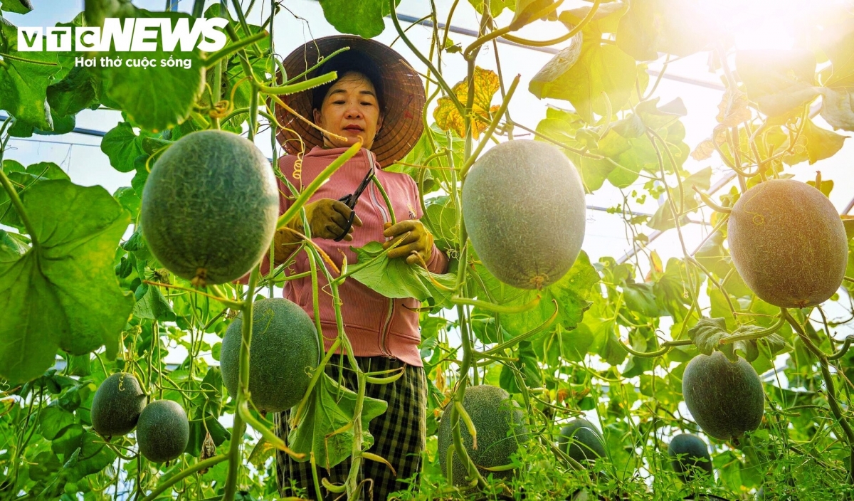 Những ngày này, không khí thu hoạch diễn ra nhộn nhịp tại vùng trung du xã Hoài Ân, nơi được ví như “thủ phủ” cây ăn trái năng động của tỉnh Gia Lai.