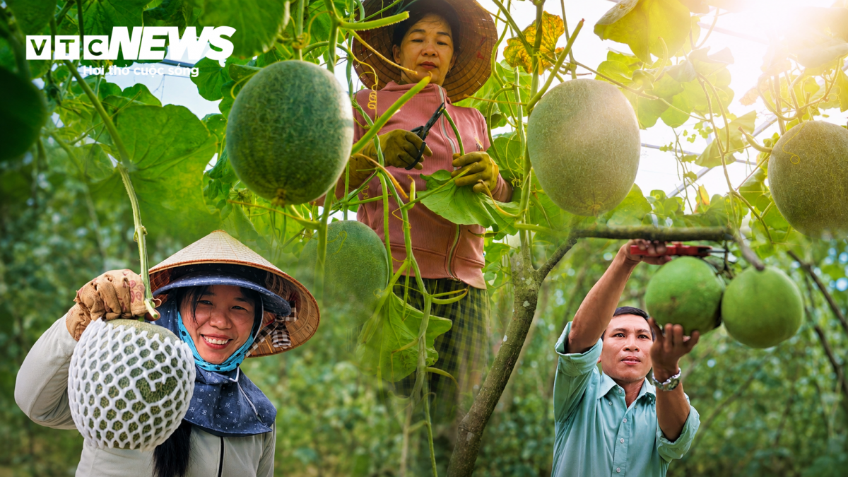 Đồng thời, người nông dân và chính quyền địa phương Hoài Ân hiện vẫn đang hoàn thiện quy hoạch, đầu tư hạ tầng giao thông, thủy lợi cùng các hoạt động xúc tiến thương mại để giúp nông sản địa phương khẳng định vị thế. Những nụ cười rạng rỡ vào ngày mùa thu hoạch thể hiện hướng đi đúng đắn, mang lại giá trị bền vững cho người làm nông nơi đây.