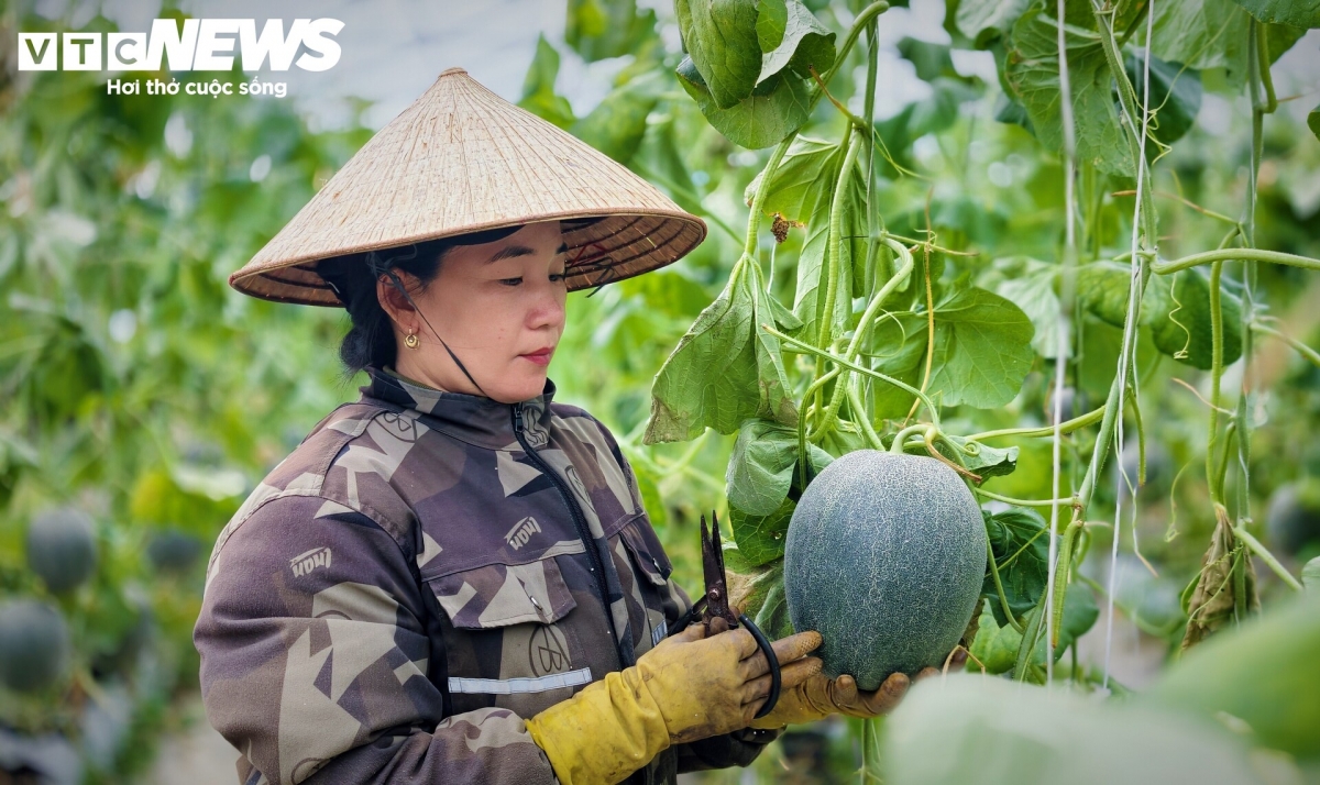 Với khoản đầu tư khoảng 500 triệu đồng, hệ thống nhà màng và tưới nhỏ giọt tự động giúp kiểm soát tốt dịch bệnh, sản xuất 3 vụ dưa lưới trong năm. Đồng thời thu hoạch xong có người mua ngay tại vườn, người dân và HTX Thanh niên Hoài Ân không phải lo đầu ra, dưa thu hoạch đến đâu tiêu thụ hết đến đó.