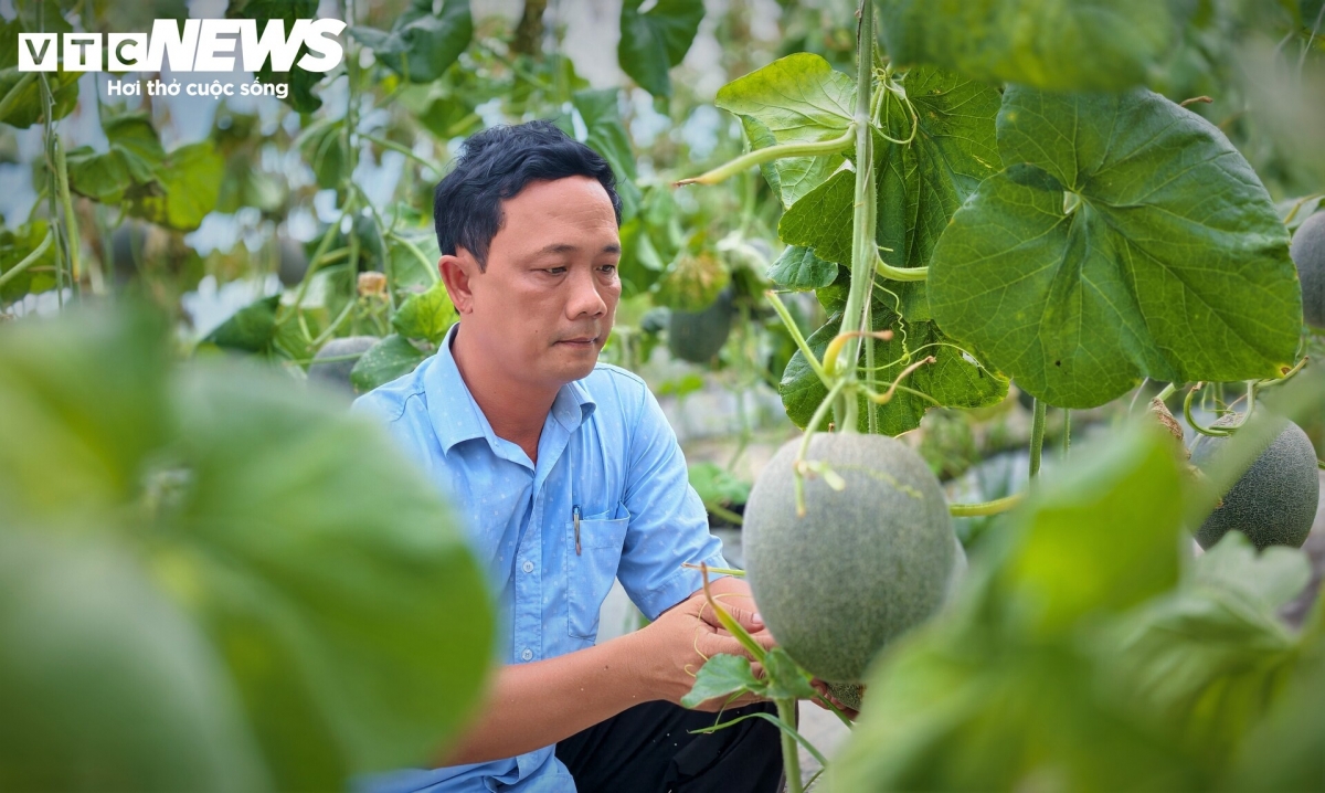 Anh Thái Thành Việt, cán bộ Trung tâm sự nghiệp công xã Hoài Ân cũng là thành viên của HTX thanh niên Hoài Ân, cho biết, vụ dưa lưới này HTX dự kiến thu khoảng 4,5 tấn dưa trên diện tích khoảng 1.000m² với giá bán tại vườn dao động từ 45.000 - 50.000 đồng/kg, mang lại khoản lãi trung bình khoảng 70 triệu đồng/vụ.