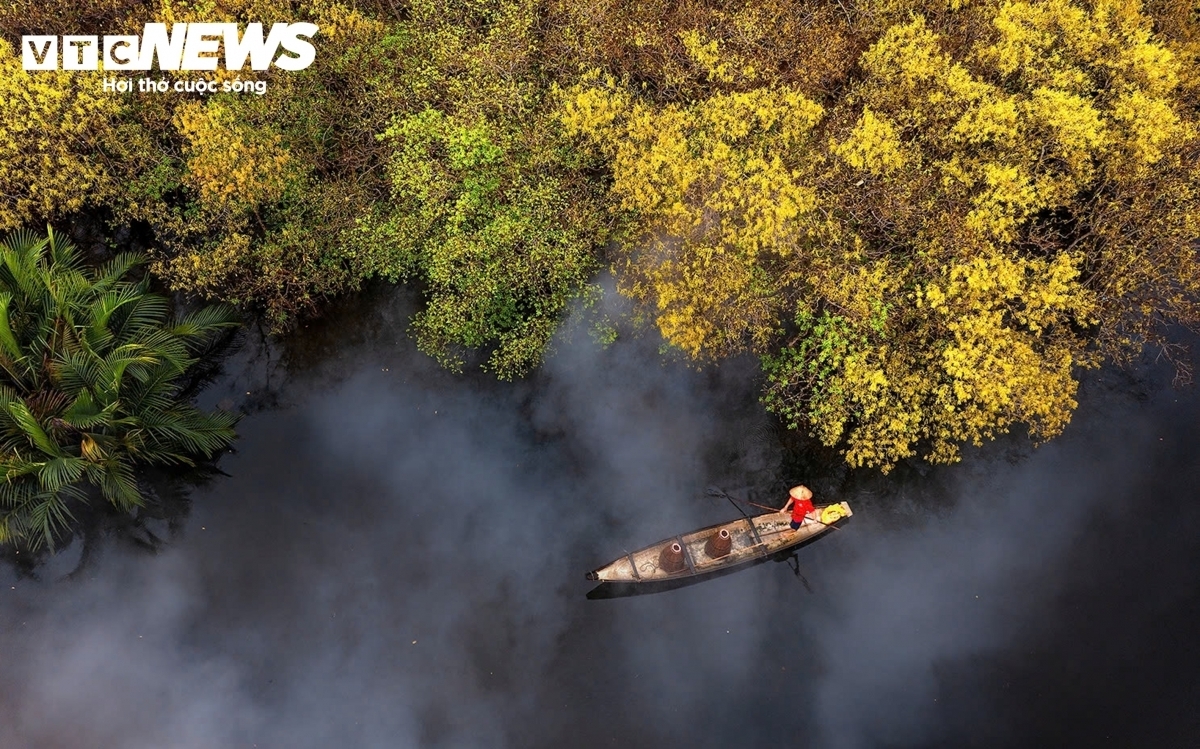 During the foliage-changing season, the mangrove forest on Tam Giang Lagoon in Hue turns golden, its colors reflected in the clear blue water, creating an ink-wash landscape.