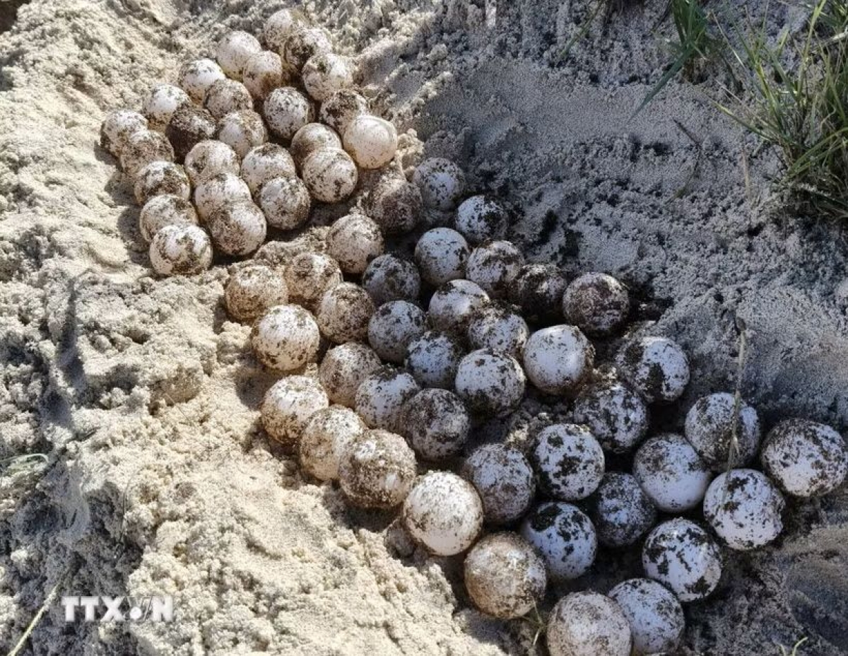 The eggs found on Hon Cau are identified as belonging to the green turtle (Chelonia mydas). (Photo: VNA)