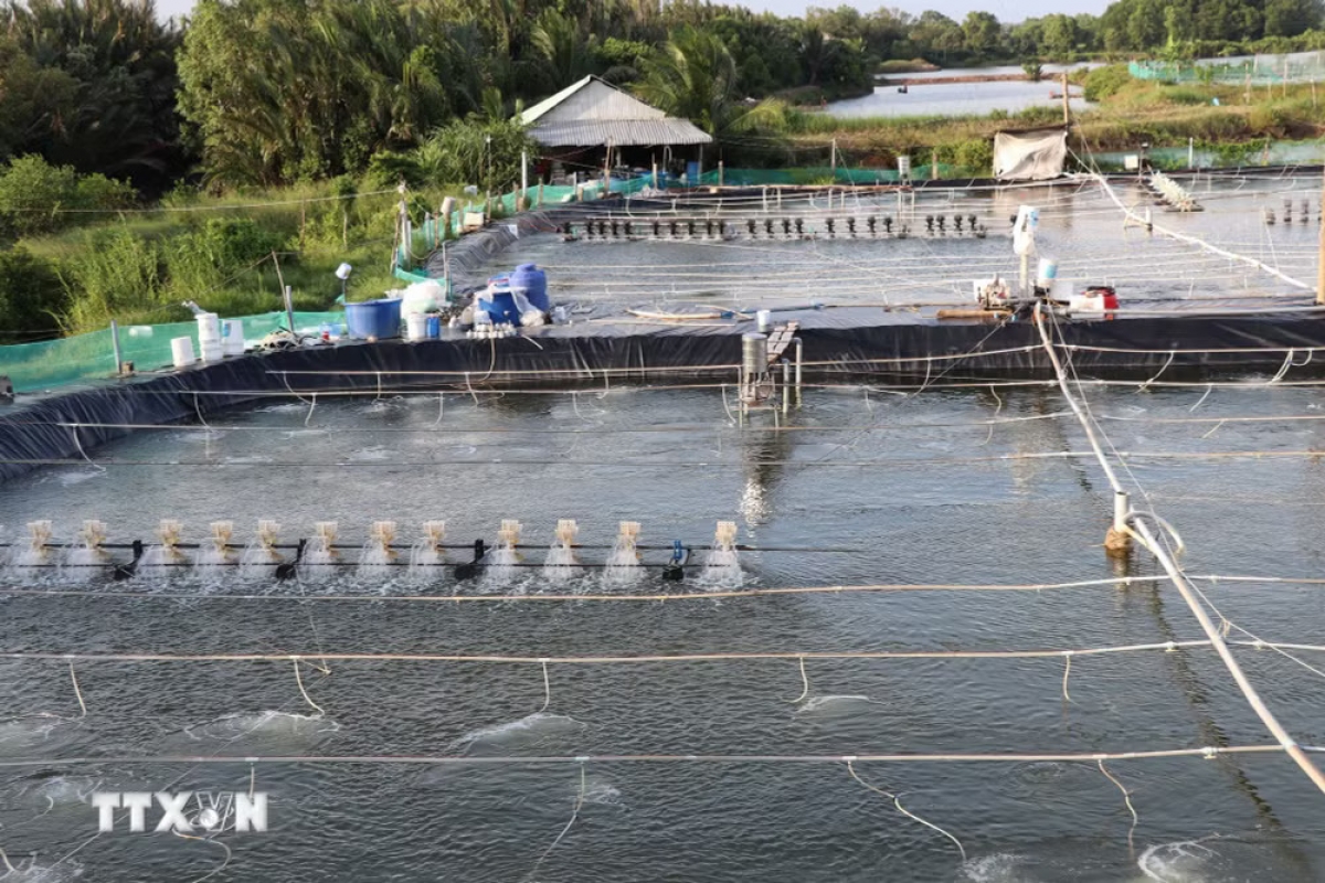 A high-tech shrimp farming model in Ngu Lac Commune, Vinh Long Province. (Photo: Thanh Hoa/VNA)