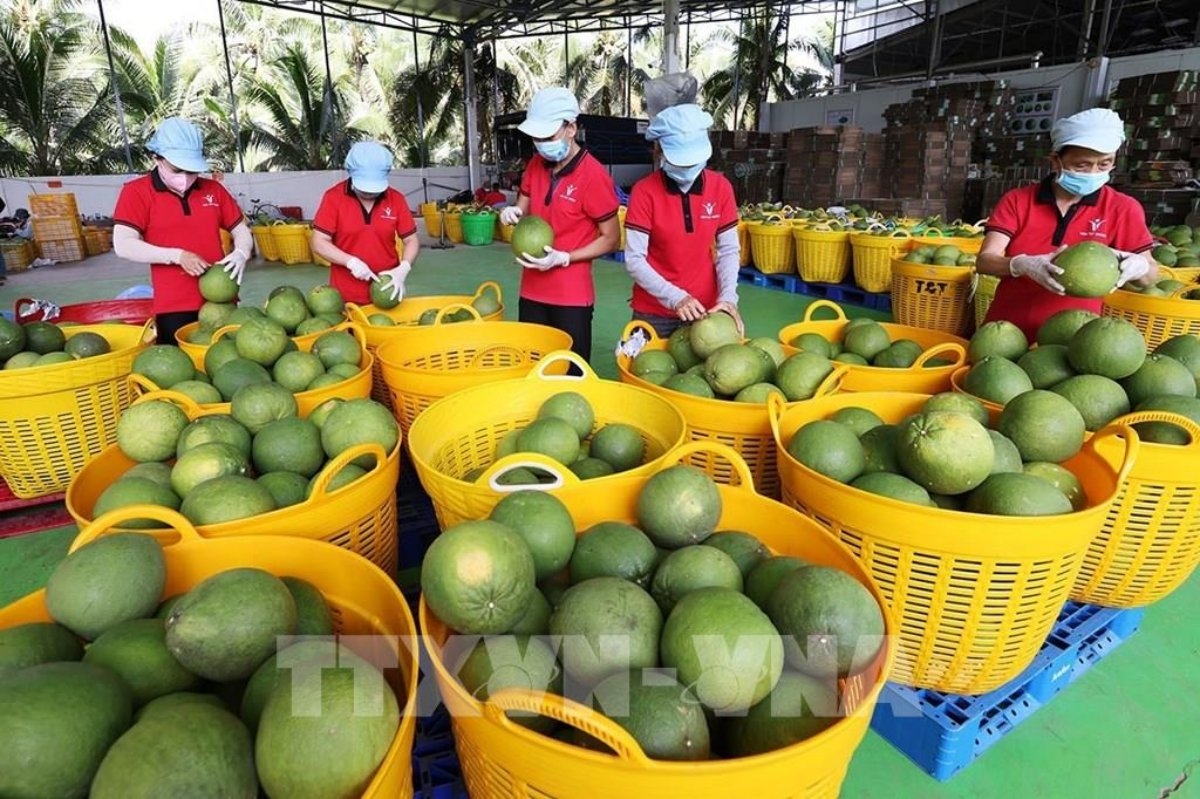 Sơ chế, bảo quản sản phẩm bưởi da xanh xuất khẩu của một công ty ở tỉnh Vĩnh Long. Ảnh: Vũ Sinh/TTXVN