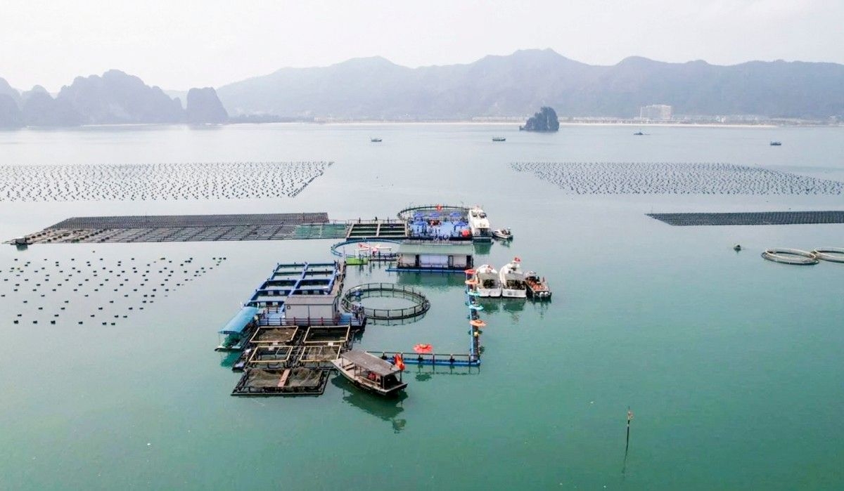 Quảng Ninh định hướng bố trí 5 vùng nuôi với tổng diện tích 93.600 ha, từng bước dịch chuyển hoạt động nuôi ra xa bờ nhằm giảm áp lực môi trường. Ảnh: TTXVN