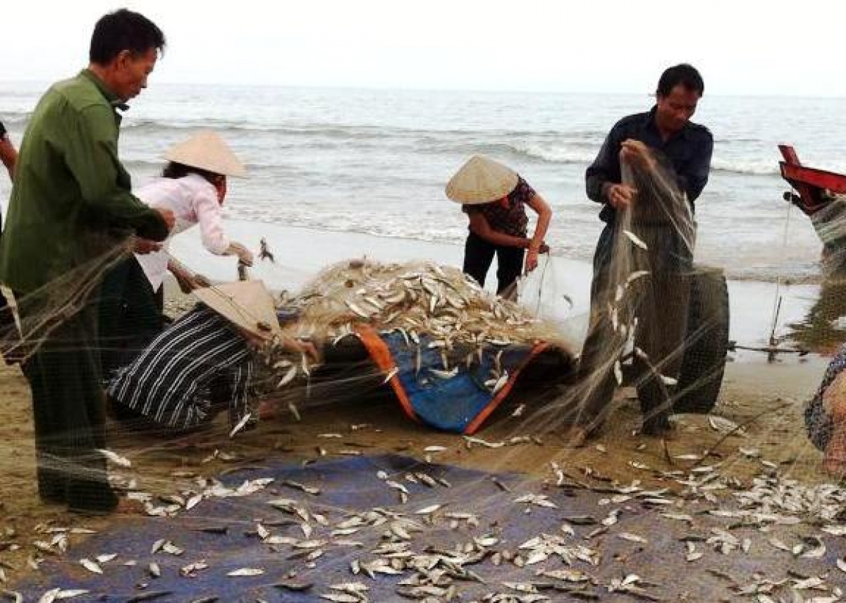 In den vietnamesischen Meeresgewässern leben über 2.458 Fischarten, von denen rund 30 Küstenfischarten das ganze Jahr über gefangen werden. (Foto: huengaynay.vn)