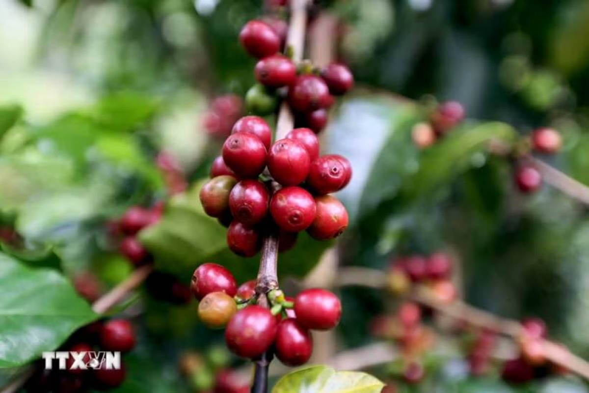 Son La possède la plus grande superficie et la plus importante production de café arabica du Vietnam. Photo: Quang Quyêt/TTXVN