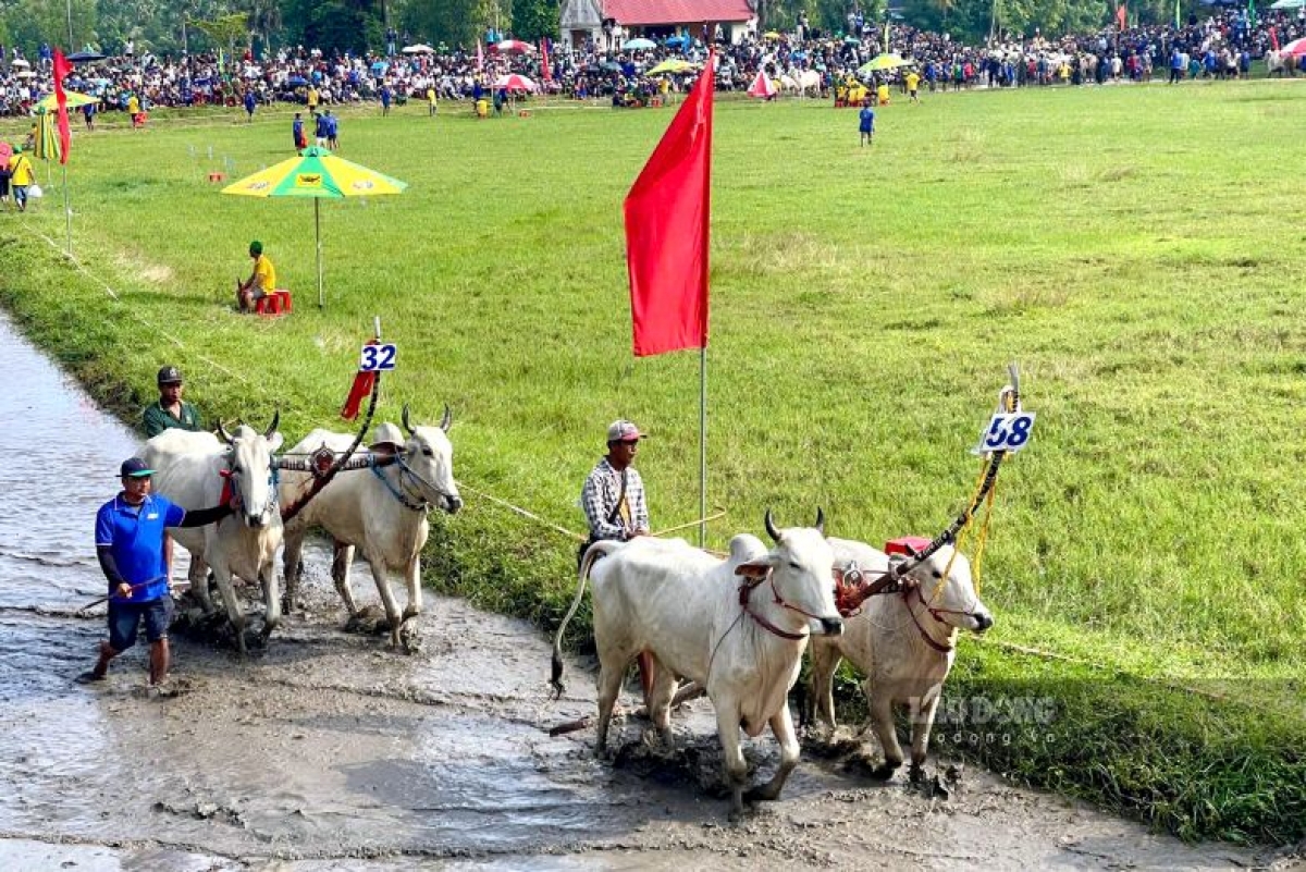 Das Bay-Nui-Ochsenrennen 2026 zieht 64 Ochseepaare an, die sich in lokalen Qualifikationsrunden erfolgreich für den Wettbewerb qualifiziert haben. (Foto: Thanh Mai)
