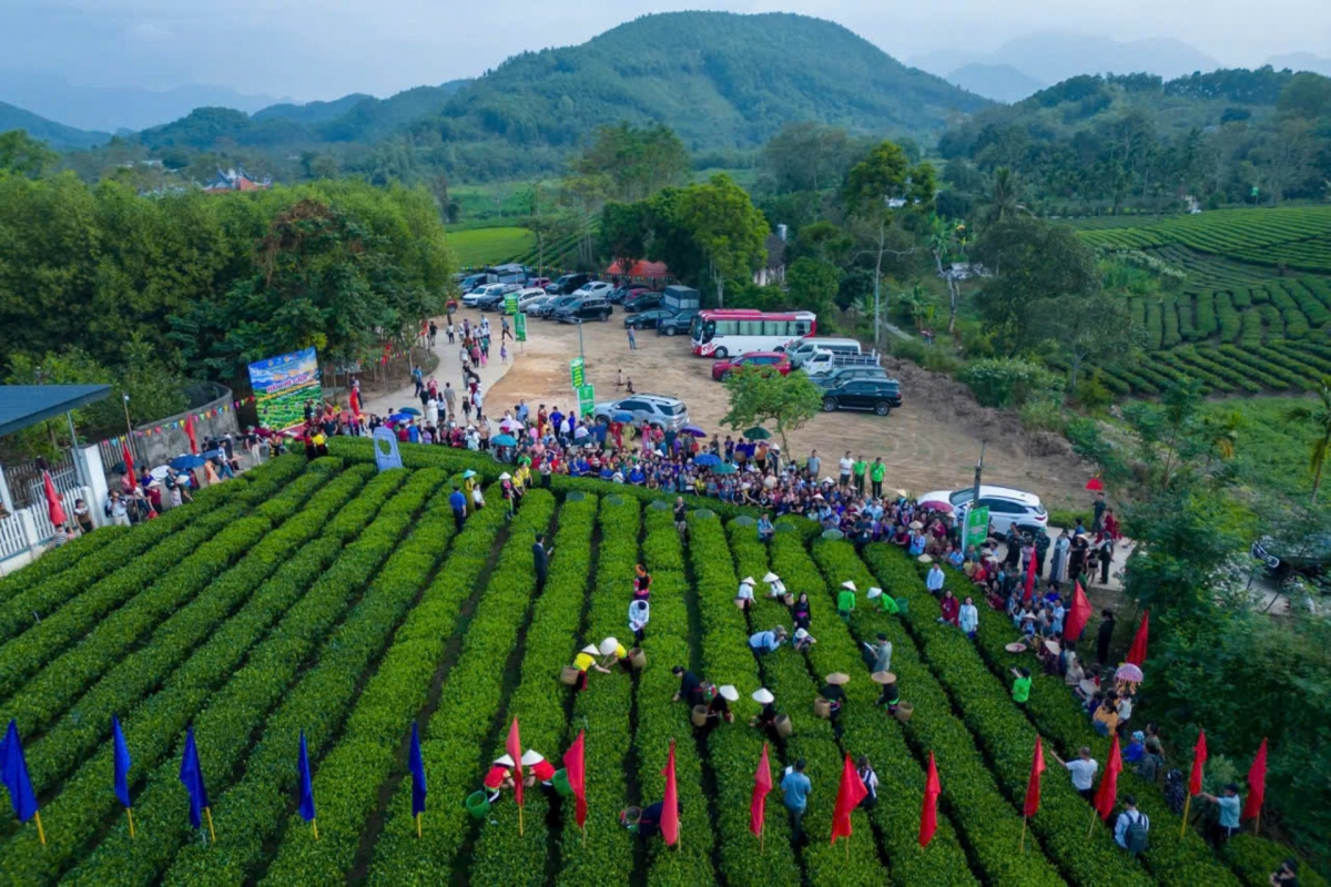 Tea gardens are ready to welcome visitors (Photo: VOV)