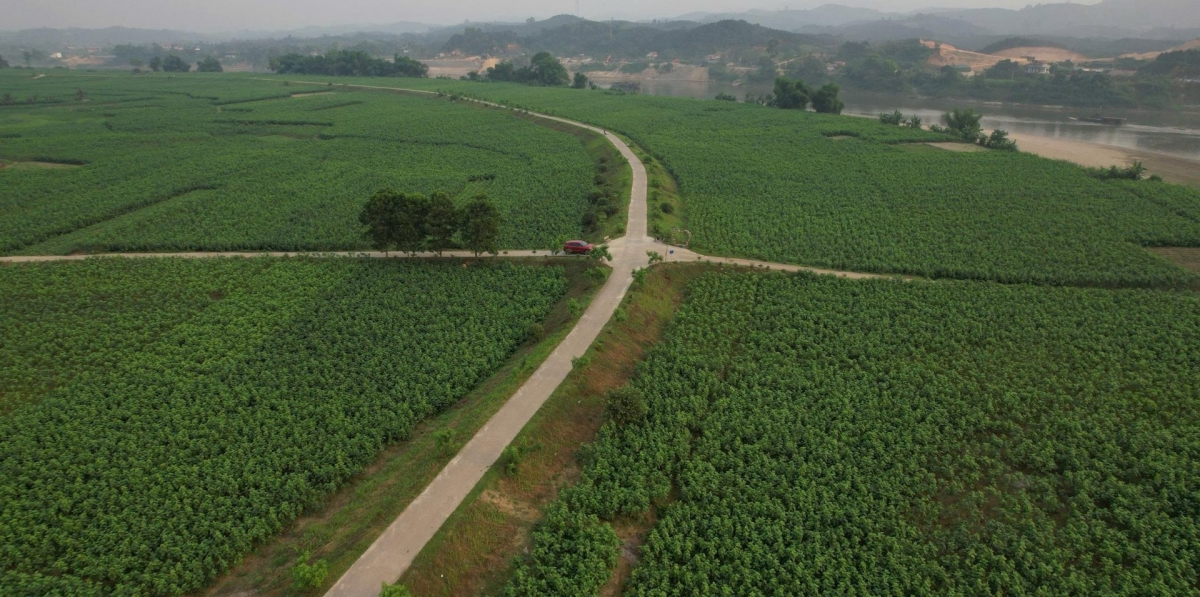 Lush green mulberry fields in Tran Yen (Photo: Dinh Tuan/VOV-Northwest)