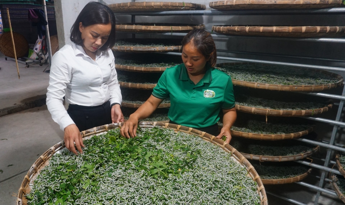 Nguyen Thi Hong Le (in green) shares her experience in mulberry-growing and silkworm-farming. (Photo: Dinh Tuan/VOV-Northwest)