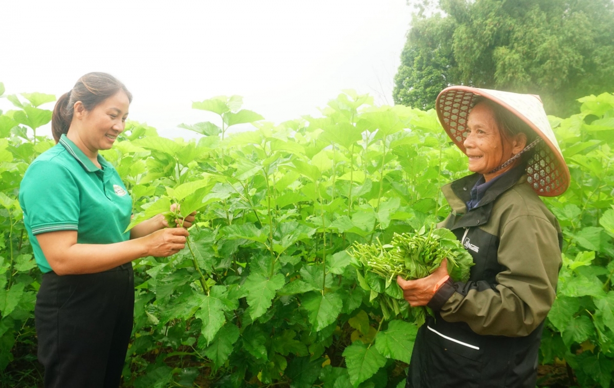 Nguyen Thi Hong Le talks with a cooperative member. (Photo: Dinh Tuan/VOV-Northwest)