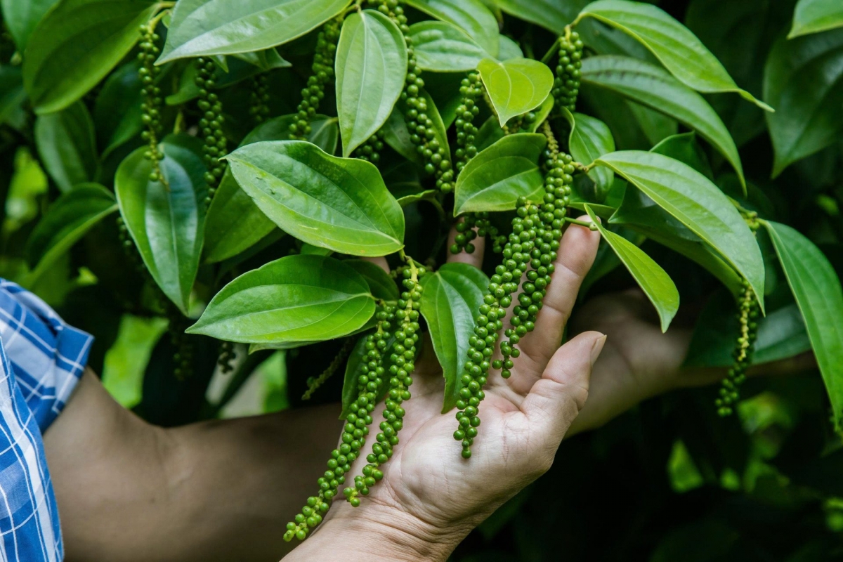 The Tung Linh pepper variety offers many outstanding features. (Photo: Cong Bac/ VOV-Central Highlands)