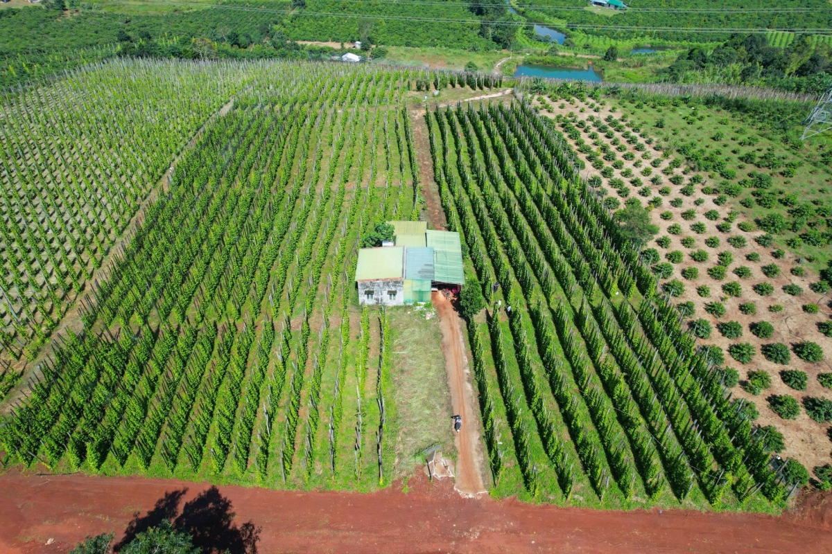 A plantation of Tung Linh pepper in Truong Xuan Commune, Lam Dong Province (Photo: Cong Bac/VOV-Central Highlands)