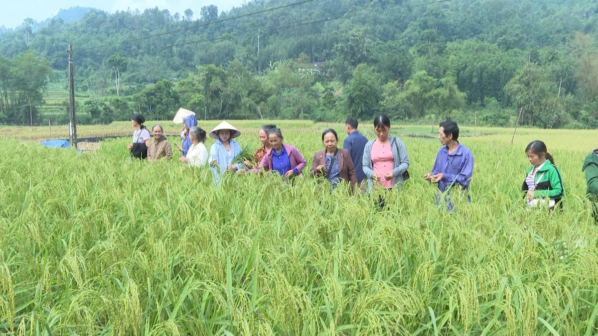 Ngan Son women are trained to harvest young rice to ensure com's quality. (Photo: VOV- Northeast)