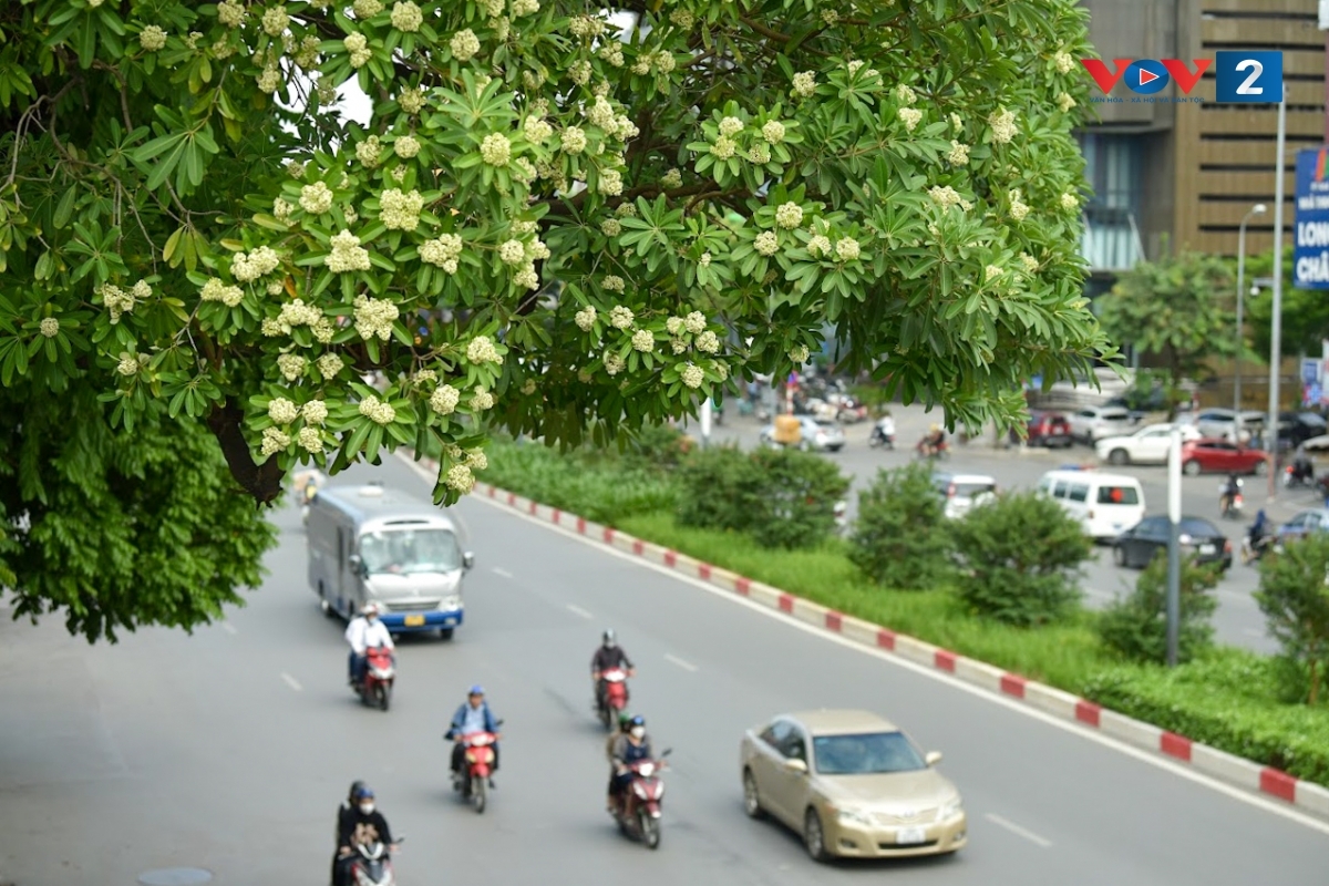 Milk flowers, a distinctive hue of Hanoi in late autumn