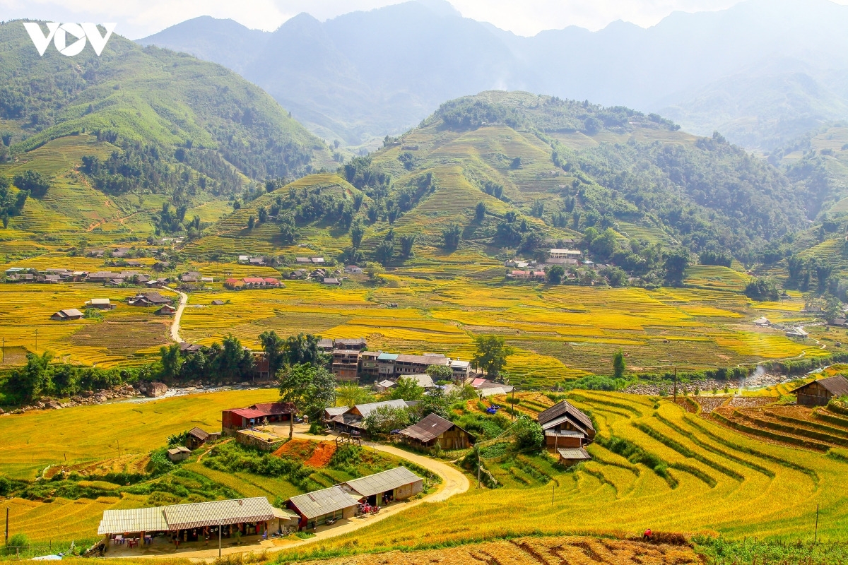 A view of ripen rice fields in Sa Pa (Photo: VOV)
