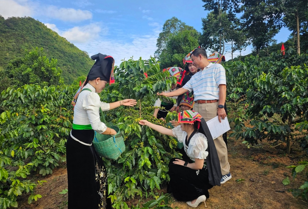 咖啡种植为成千上万的家庭提供了生计，并帮助山罗省的农产品走向国际市场。