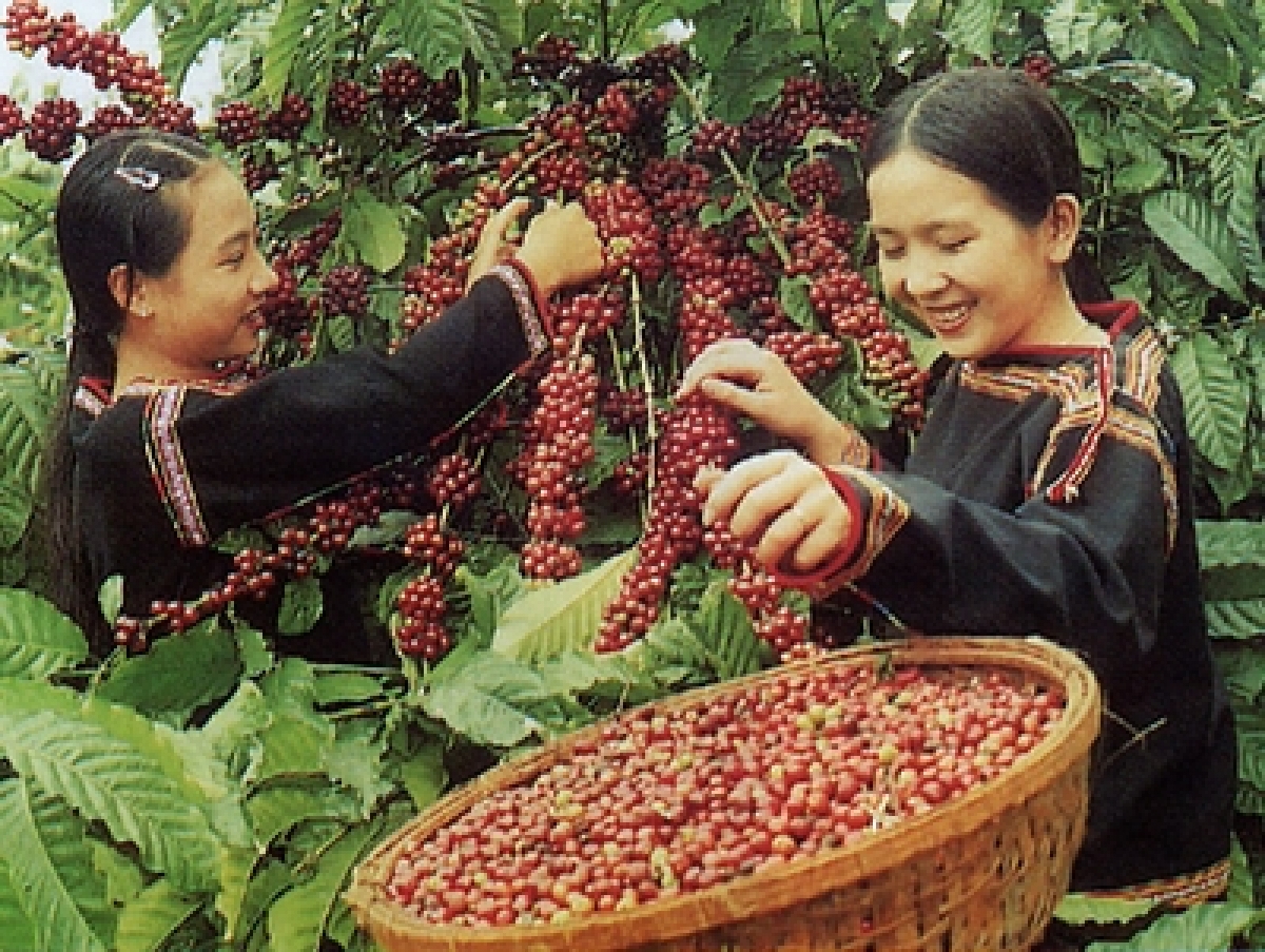 Coffee harvest season in the Central Highlands