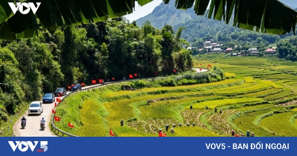 Los campos de arroz dorados atraen multitudes a Pu Luong | VOV5.VN