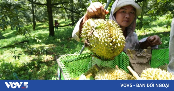Indien öffnet Markt für frische vietnamesische Durian