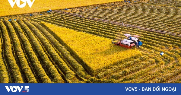 Green rice field and golden harvesting season in Central Highlands ...