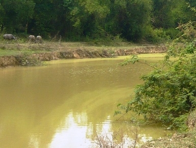 học sinh, cứu 5 bạn, đuối nước, THCS, Nghệ An