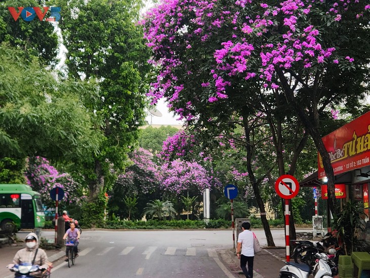 Warna Ungu yang Romantis dari Bunga Bungur Besar di Jalan-Jalan Kota Hanoi