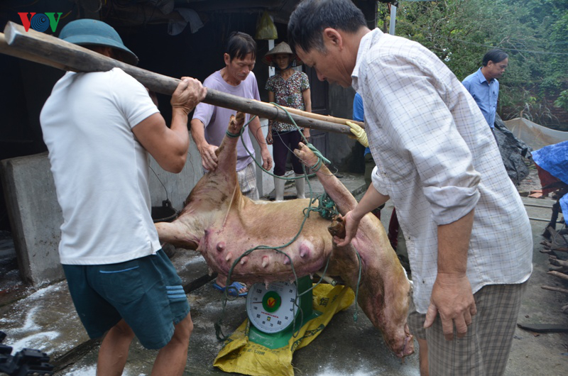 ມາດ​ຕະ​ການຮັກ​ສາ​​ໝູພັນມອງ​ກາຍ