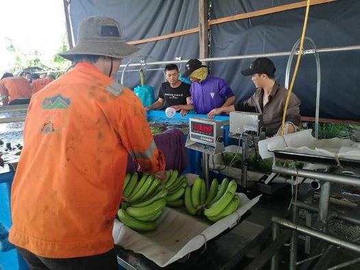 ສວນ​ປູກ​ກວ້ຍມີ​ຂອບ​ຂະ​ໜາດ​ໃຫຍ່​ທີ່​ສຸດ​ໃນ​ພາກ​ພື້ນ ອາ​ຊີ​ຕາ​ເວັນ​ອອກ​ສ່ຽງ​ໃຕ້ ຢູ່​ປະ​ເທດ ກຳ​ປູ​ເຈຍ