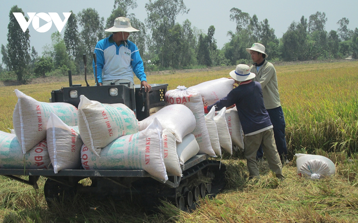 ລາ​ຄາ​ເຂົ້າສານ​ສົ່ງ​ອອກ​ຂອງ ຫວຽດ​ນາມ ສືບ​ຕໍ່​ເພີ່​ມ​ຂຶ້ນ