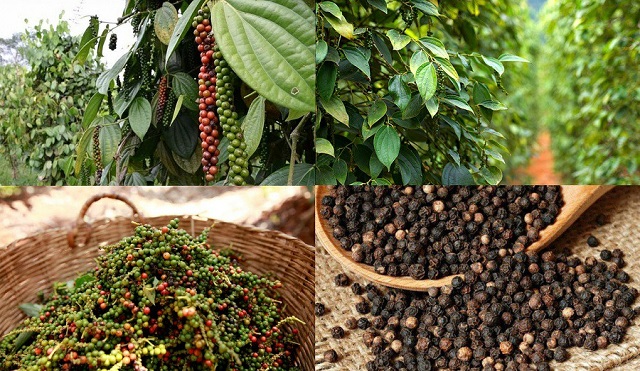 ການ​ສົ່ງ​ອອກ​ໝາກ​ພິກ​ໄທ ເກີນລະດັບ 1 ຕື້ USD