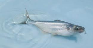 チャ魚輸出の促進策