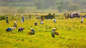 新しい農村に関する国家目標プログラムの実施に向けて