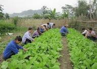 新農村作り目標へ向けた職業訓練