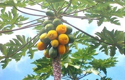 11月15日のおしゃべりタイム