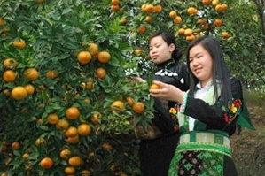 バクカン省の新農村作りについて