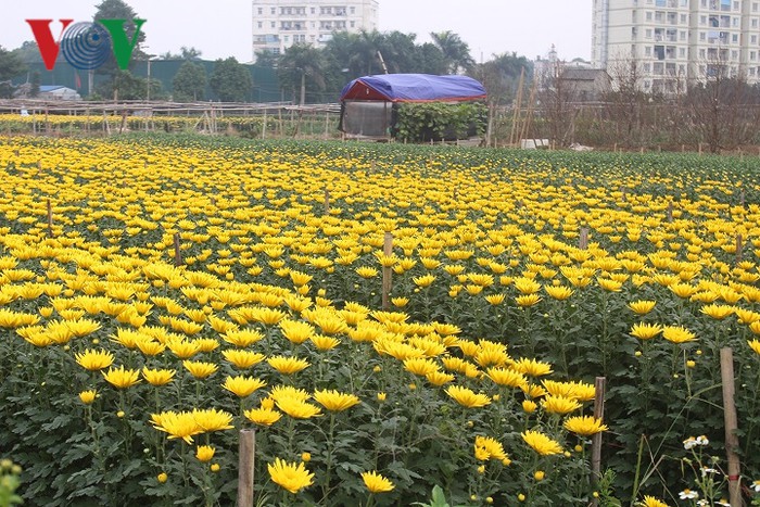 テトになぜ花を飾りますか