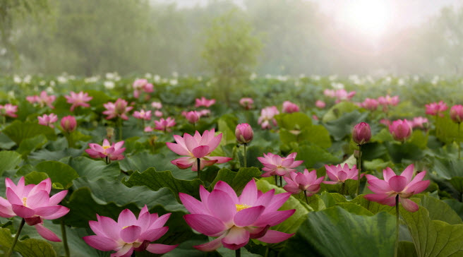 ベトナムの花をテーマにした曲