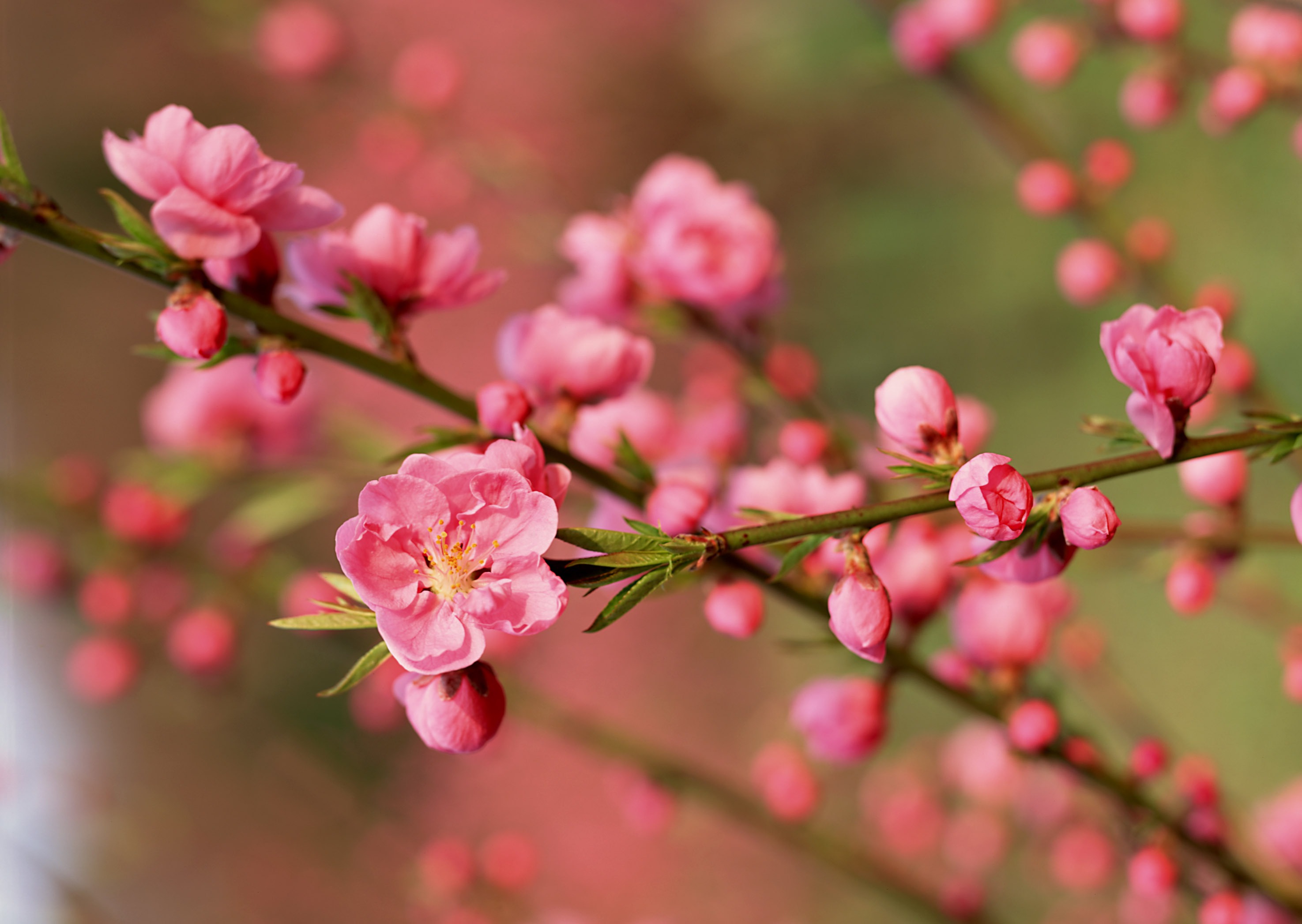 桃の花にちなんだ歌