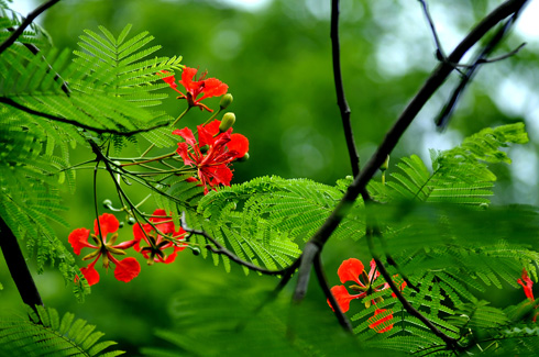 Lagu-lagu Vietnam tentang musim panas
