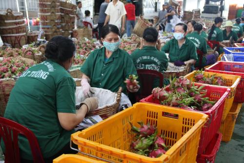 Exportaciones agrícolas, silvícolas y acuícolas suman más de 30 mil millones de dólares