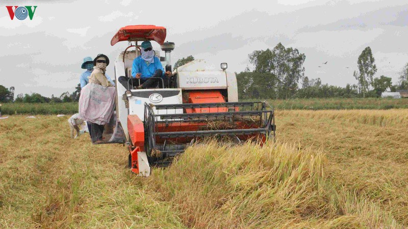 Delta del río Mekong empeñado en garantizar la seguridad alimentaria