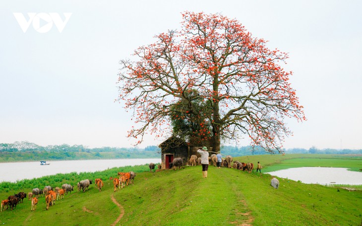 El árbol de algodón de seda roja a la orilla del río Thuong, fuente de inspiración de artistas