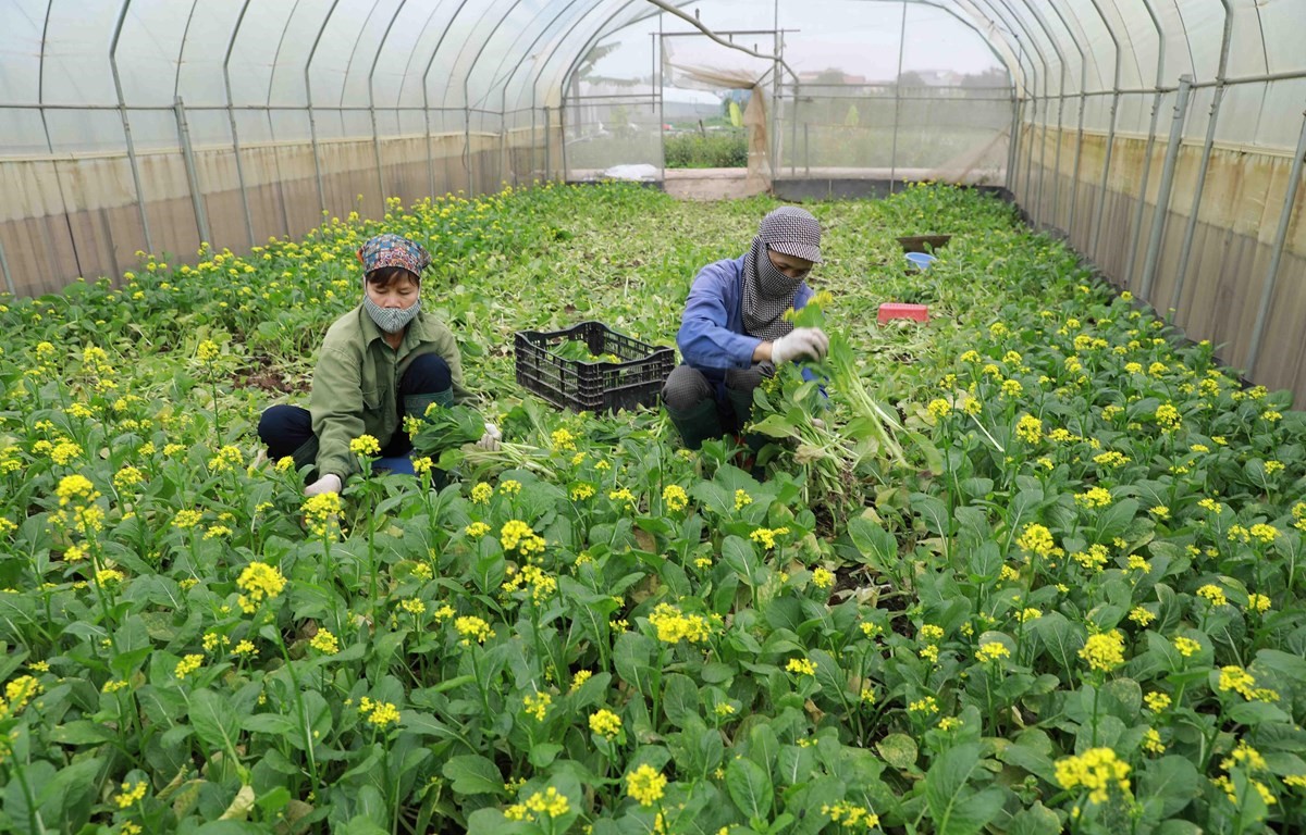 Aumenta la exportación de frutas y hortalizas de Vietnam