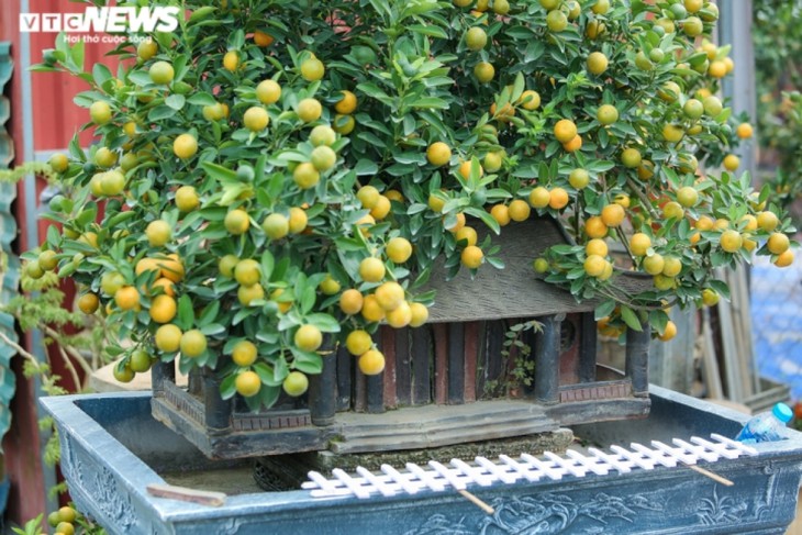 Kumquat bonsái para el Año Nuevo Lunar 2022