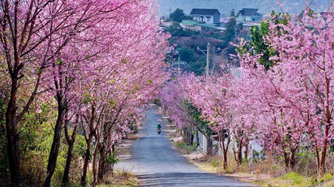 Da Lat entre los mejores destinos florales del mundo
