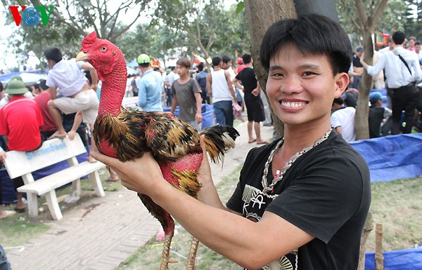 Về Đá Gà Truyền Thống
