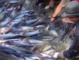 2011年のベトナムのチャ魚の輸出総額が１８億ドルを突破